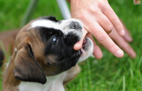 7 דברים שתעשו כדי להפוך את הכלב שלכם למאושר