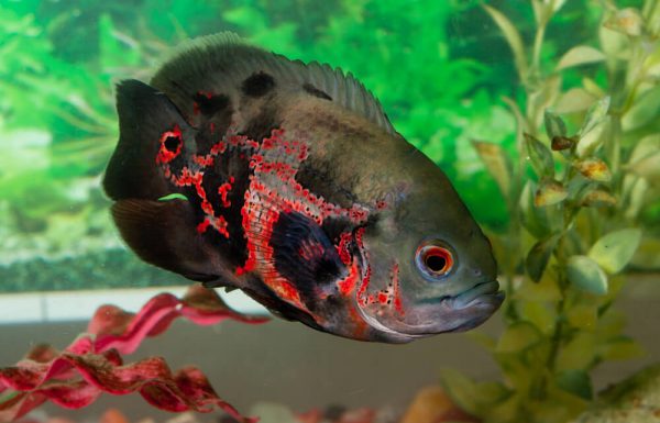 דג אוסקר 7 עובדות מעניינות על אחד הדגים הפופולריים ביותר באקווריום!