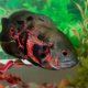 דג אוסקר 7 עובדות מעניינות על אחד הדגים הפופולריים ביותר באקווריום!